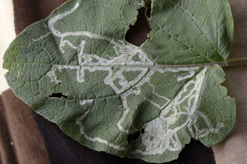 Réf. 315 383 : Phytomyza lappae